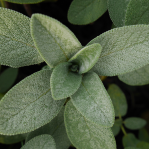 Sage
