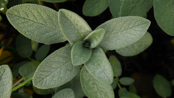 Sage