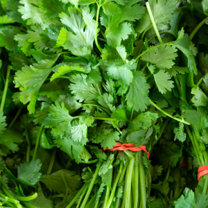 Cilantro