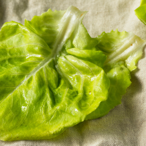 Green Butter Lettuce