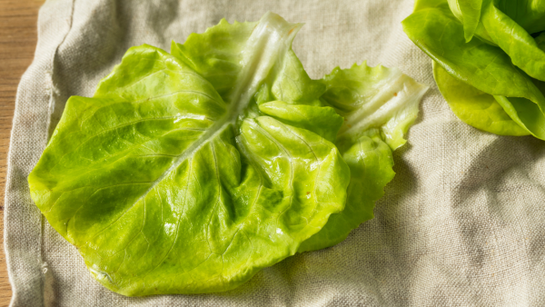 Green Butter Lettuce
