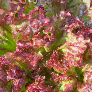 Red Butter Lettuce