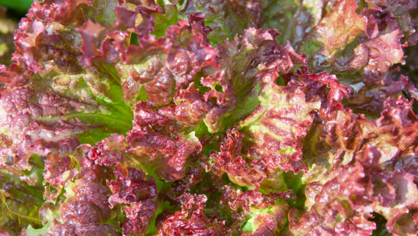 Red Butter Lettuce