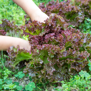 Red Sweet Crisp Lettuce
