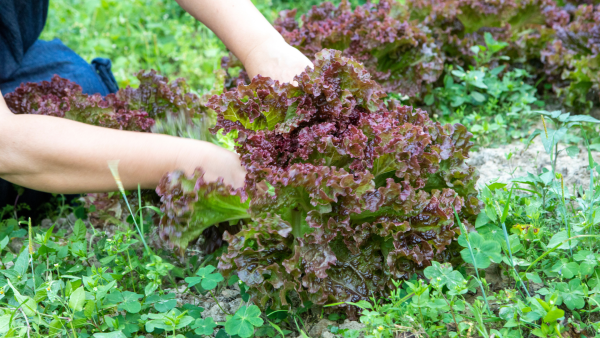Red Sweet Crisp Lettuce