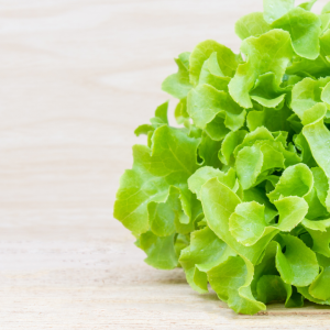 Green Oakleaf Lettuce
