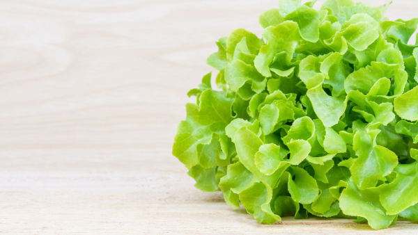 Green Oakleaf Lettuce