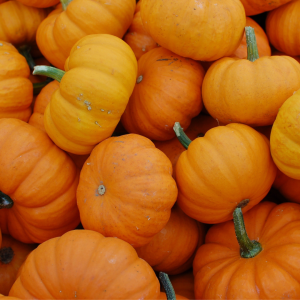 Seminole Pumpkins