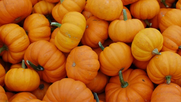 Seminole Pumpkins