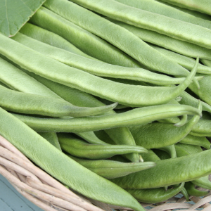 Pole Beans